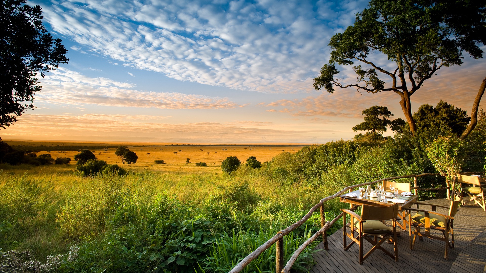 Lion pride in Maasai Mara during golden hour