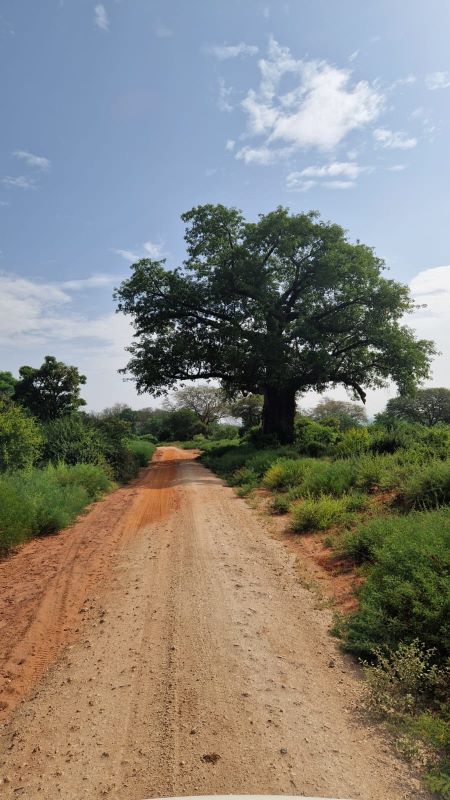 Baobab at Tsavo west National Park