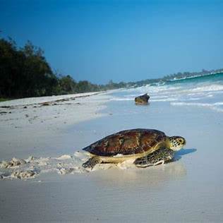 Watamu Safaris