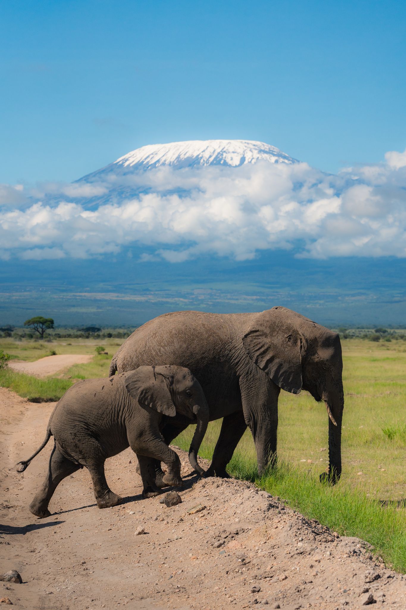 3-Day Amboseli Safari