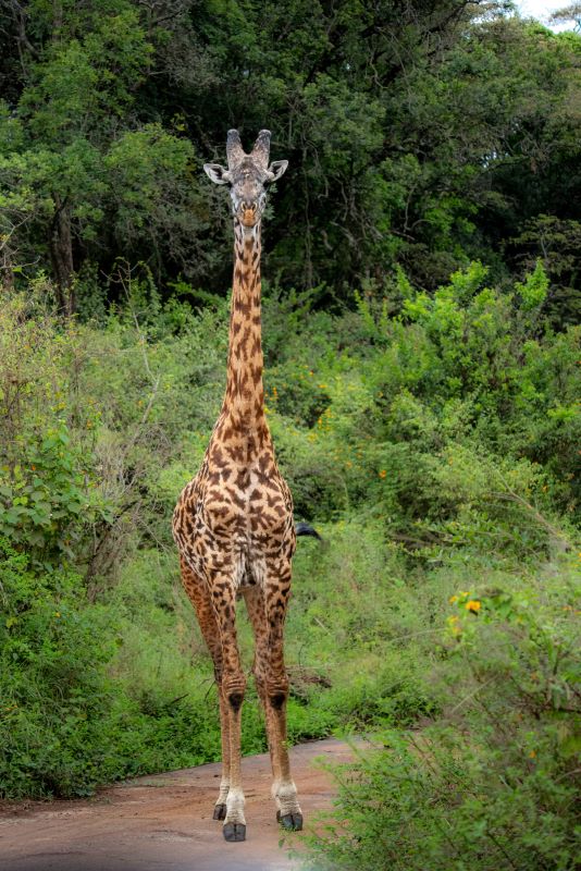 Nairobi National Park